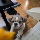 한입주개 이미지