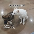 개구멍 이미지