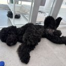 무거동 봄이네 이미지