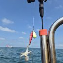 청마 | 인천 영종도 쭈꾸미낚시 청마피싱 제우스호 잠진도 배낚시