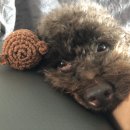 지지(GG) 이미지