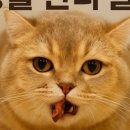 고양이분양 온리캣 이미지