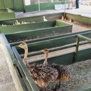 대관령 아기동물농장 이미지