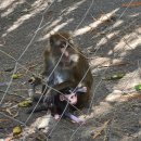 고래P.C | 오슬롭 고래상어 후 원숭이 마을 와칭, 투말록 폭포보다 꿀잼🐵