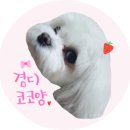 독스(Dog's) 이미지