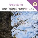 송광사&벚꽃길 이미지