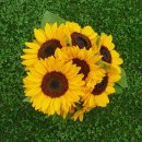 펭귄세탁 이미지