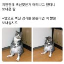 백신 맞았다고 보내온 사진 이미지