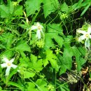 하늘타리 이미지