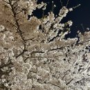 여의도 윤중로 벚꽃축제 벚꽃개화 현황 여의도주민 추천 스팟
