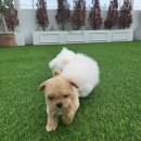 센텀애견샵 이미지