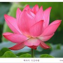백련