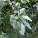 오리나무 이미지