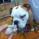 순돌뭐하니 이미지