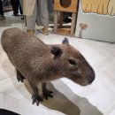 도쿄 하라주쿠 카피바라카페 카피네코 Capybara & Cat - capyneko 예약방법 / 이용후기 (졸구탱 😺)