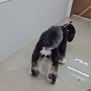 안녕, 그루밍 | "대구 달서구 애견미용" 버니두들 ‘히피’ 전체미용 후기_15kg 대형견 가위컷, 그루밍쇼타임