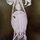 리틀파우스 이미지