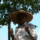 느티나무 할아버지 이미지