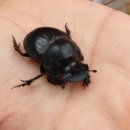 쇠똥구리 농장 이미지