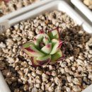 우혁농장 이미지