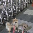 셀럽도기 이미지