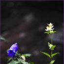 금강초롱 이미지