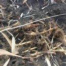 이명은 농장 이미지