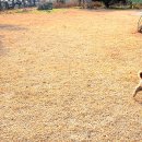 식구개 이미지