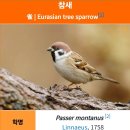 "참새" 이름의 유래 이미지