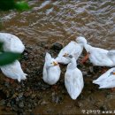 다산초교 이미지