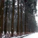 절물자연휴양림 이미지