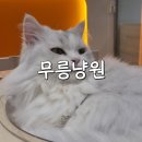 수원-0374 | [무릉냥원] 인계동 고양이 카페, 수원 실내 데이트