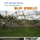 경기도 양평에 있는 아버지 농장에서 배나무랑 복숭아나무 분양합니다.^^ 이미지