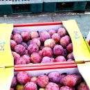 안동청과 이미지