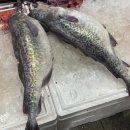 댕강댕강 | 【포항죽도시장】실구매 후기 : 문어, 밀복, 김장 갈치, 삼치, 대구 가격