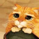 목욕하는고양이 이미지