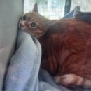 산들동물병원 | 신내역에서 가까운 신내동 친절한 산들 동물 병원 추천 후기 / 고양이 건강검진