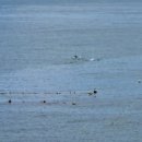 돌고래민박 이미지