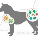 비알디일 동아일보