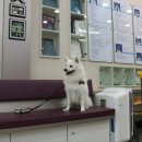 즐거운 동물병원 이미지