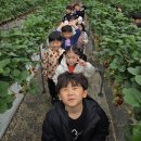숲속이레어린이집 | 상현동태권도, 성복동태권도(26년 봄 체험학습 딸기농장)