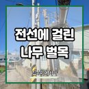 전기줄 걸린 웃자란 나무 벌목 위험목 자르기