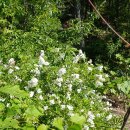 Anthony's Nose, Hudson Highlands State Park(05/31/23) 이미지