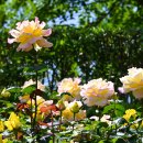 장미공원B 이미지