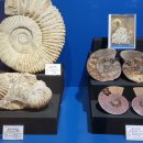 제주화석박물관 이미지