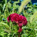 맨드라미 Celosia cristata L. 이미지