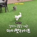 루체펫 | 경기도 안양 강아지 운동장 대관 &lt;마이펫라이프&gt; 솔직후기 (가격, 주차)