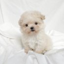 코코독(cocodog) 이미지