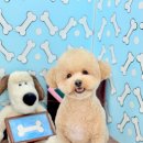 꽃단장하시개 이미지