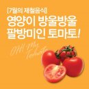 [7월의 제철음식] 영양이 방울방울 팔방미인 토마토- 토마토 효능, 토마토 요리 이미지